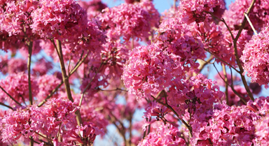 廈門：200余畝紫花風(fēng)鈴木盛放